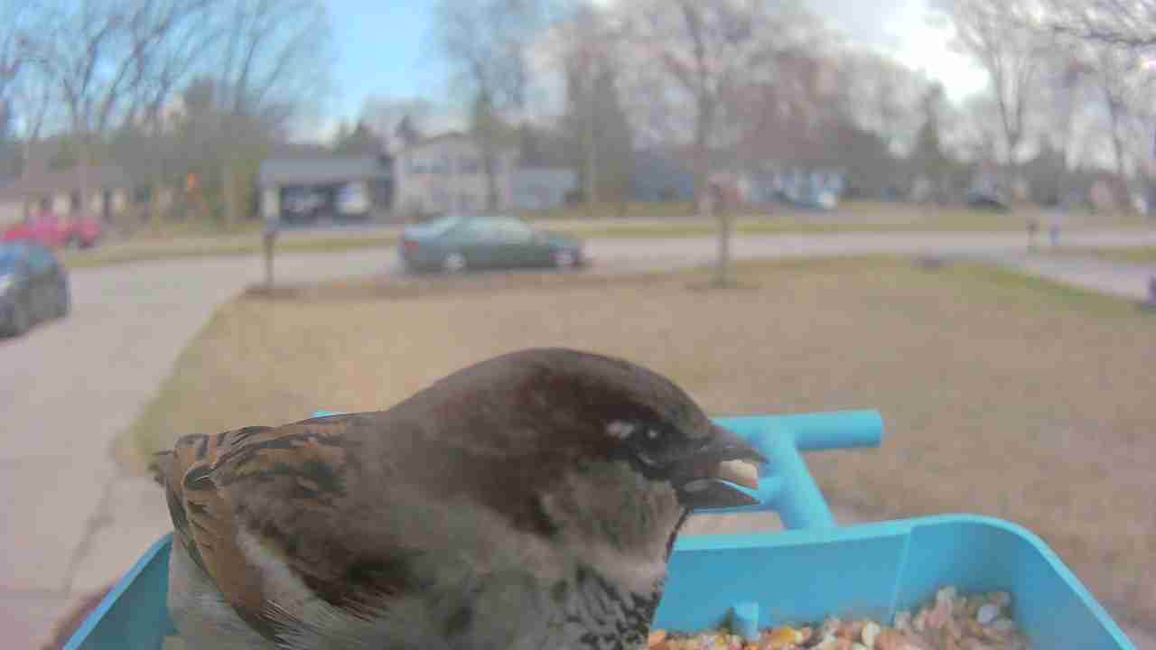 Bird at feeder