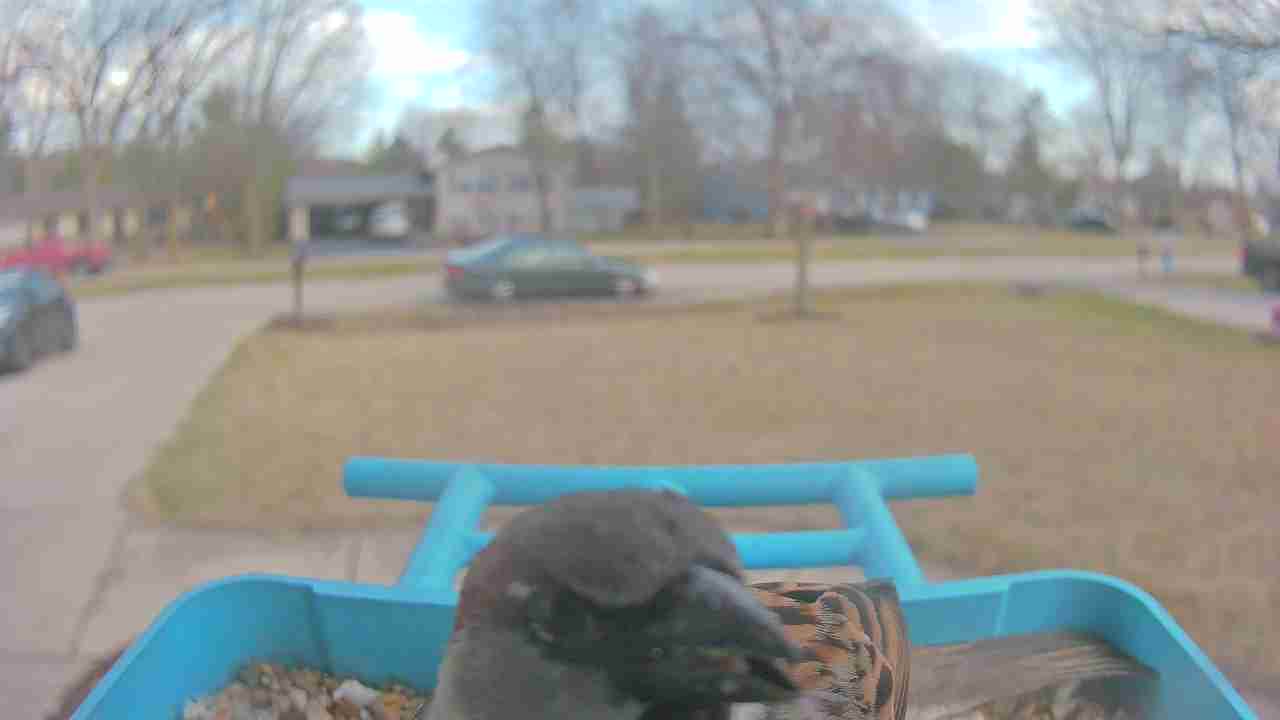 Bird at feeder