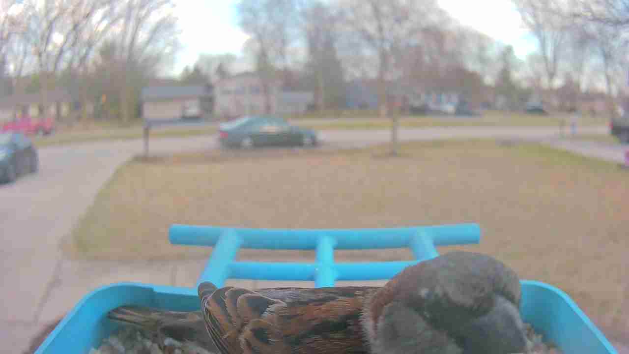 Bird at feeder