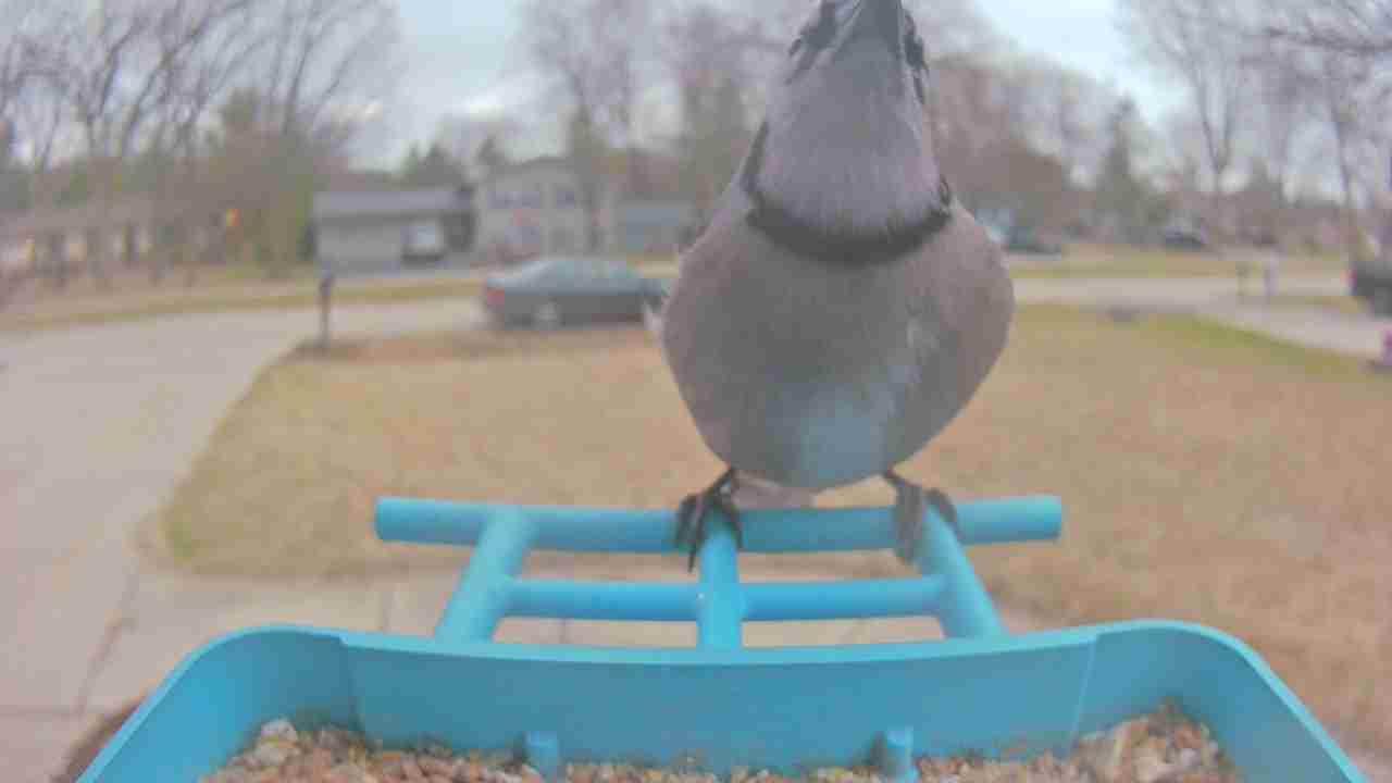 Bird at feeder