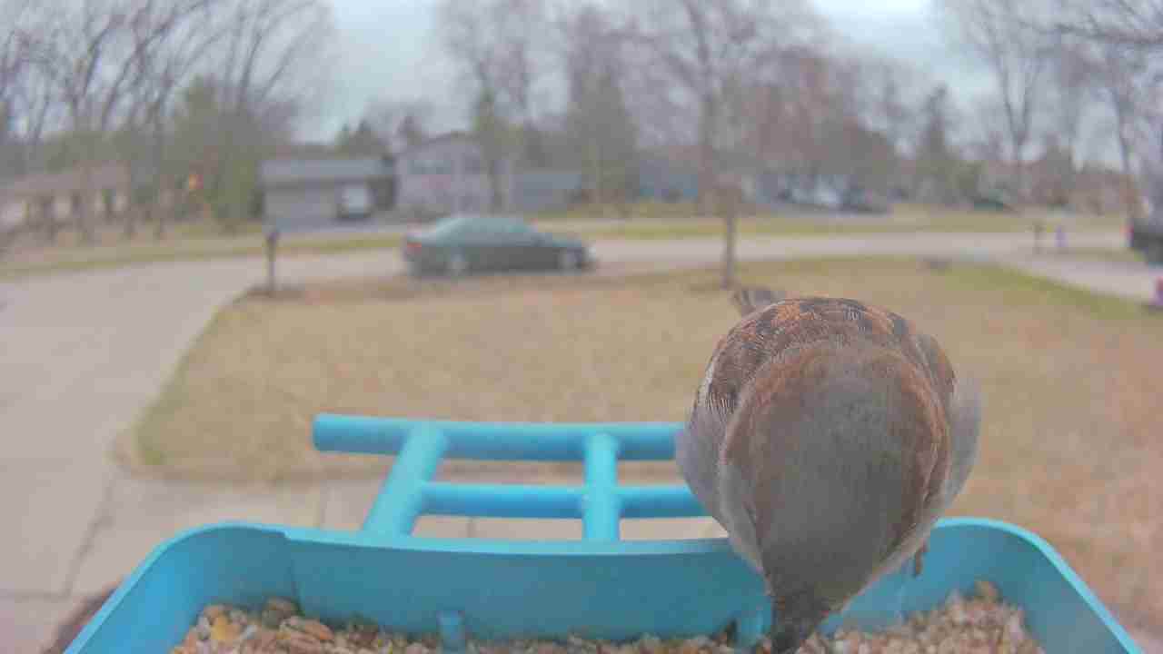 Bird at feeder