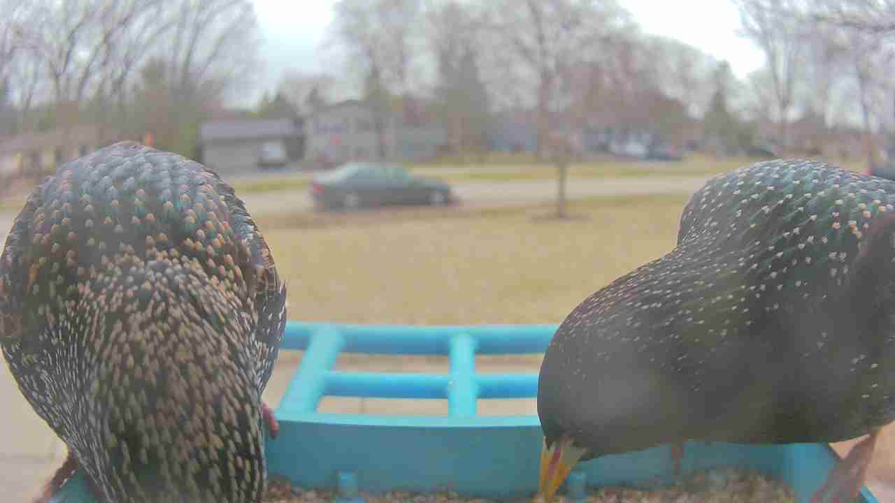 Bird at feeder