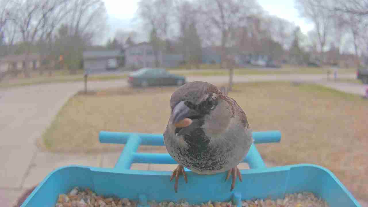 Bird at feeder