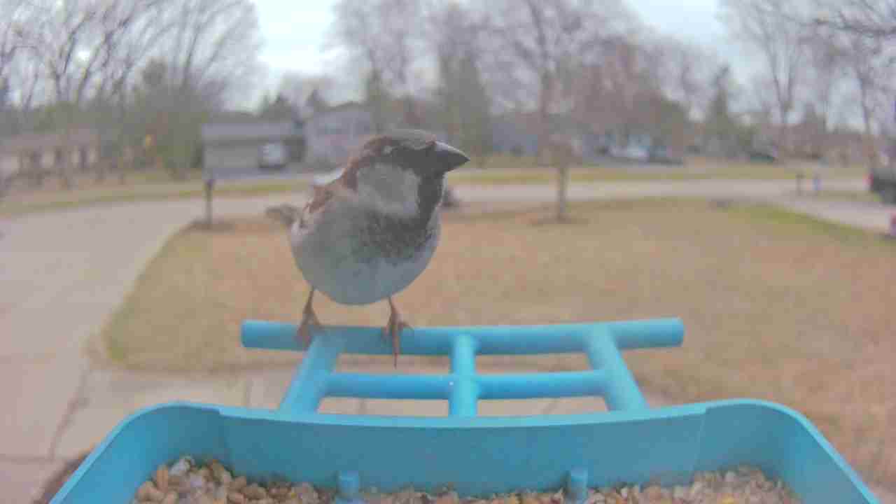 Bird at feeder