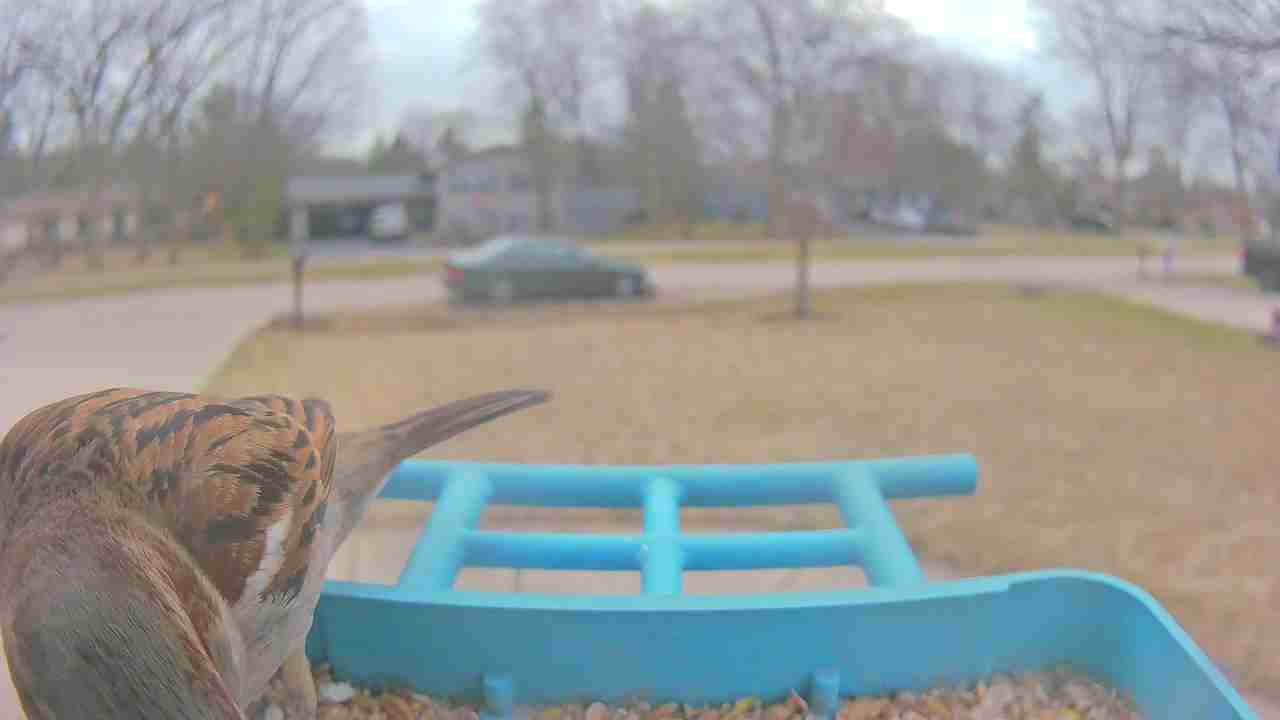 Bird at feeder
