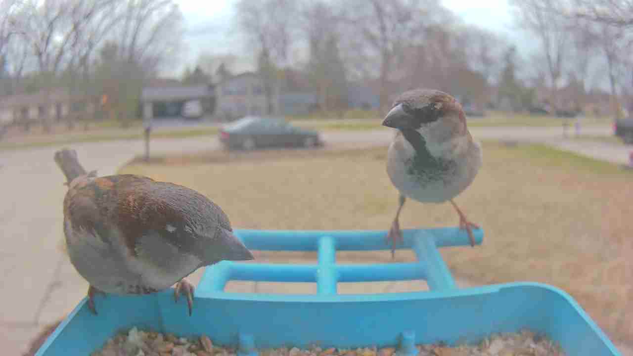 Bird at feeder