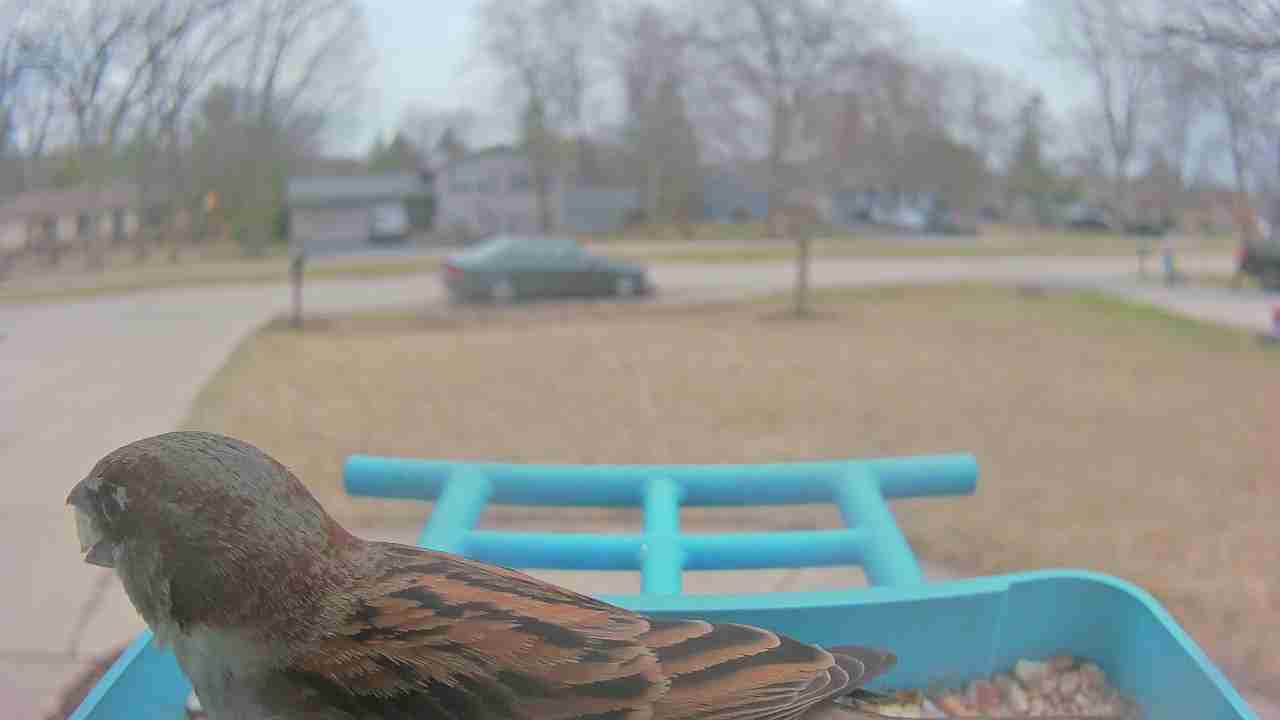 Bird at feeder