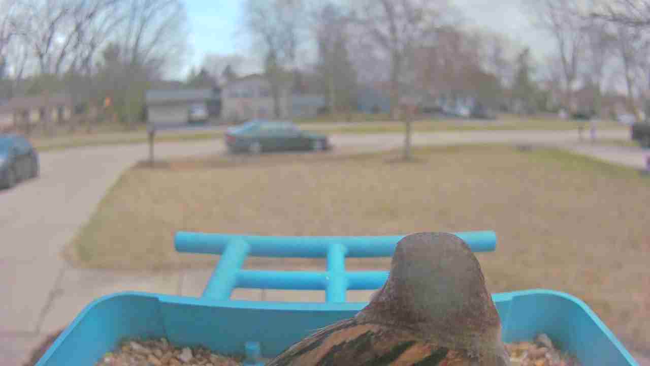 Bird at feeder