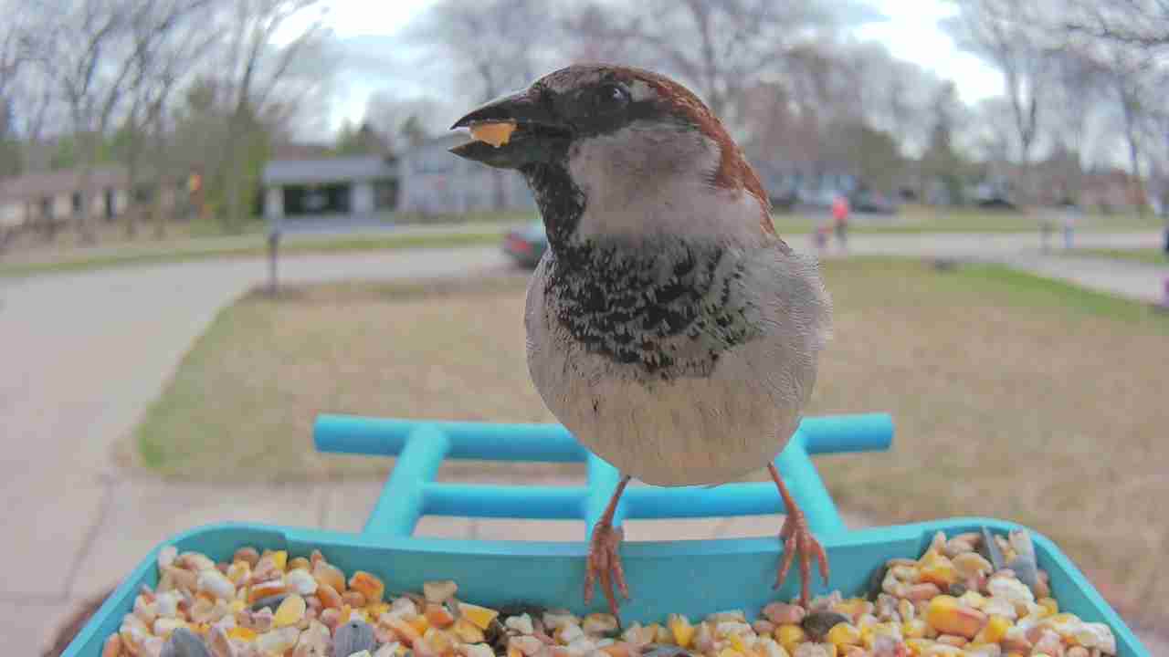 Bird at feeder