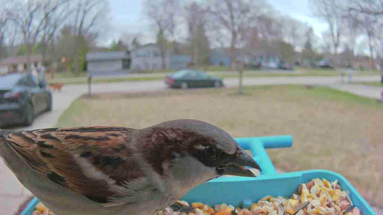 Bird at feeder