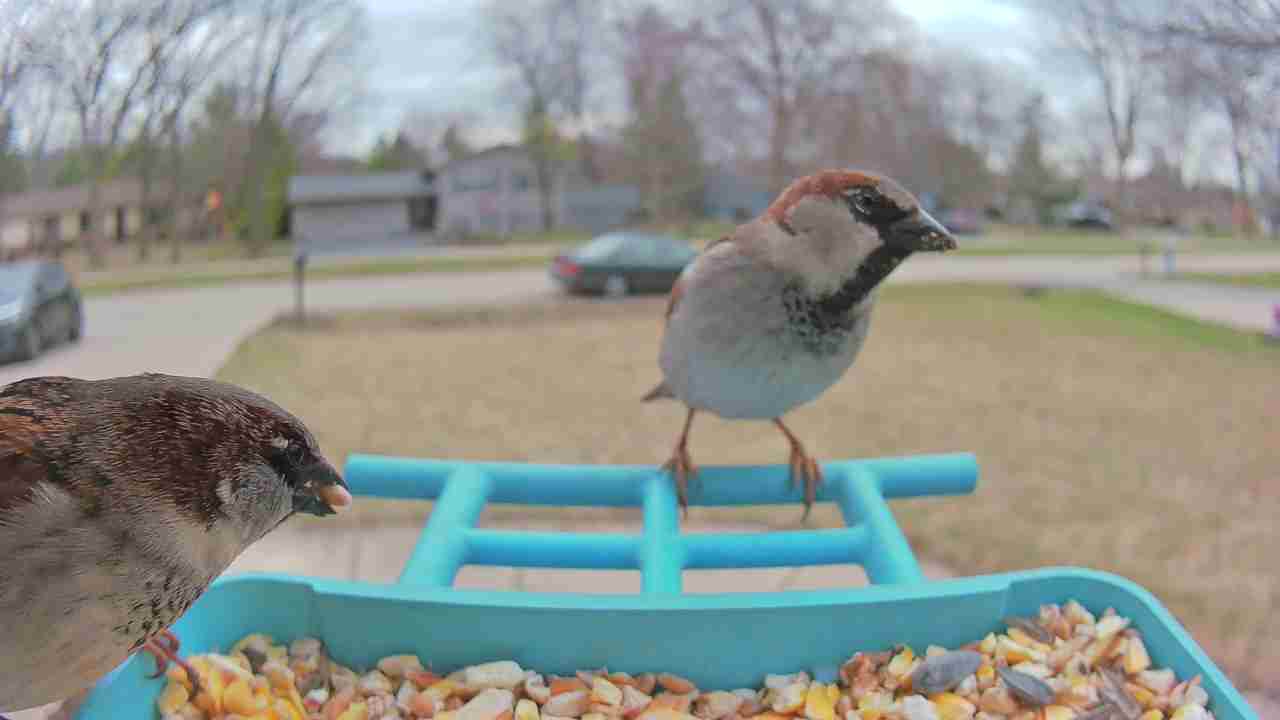 Bird at feeder