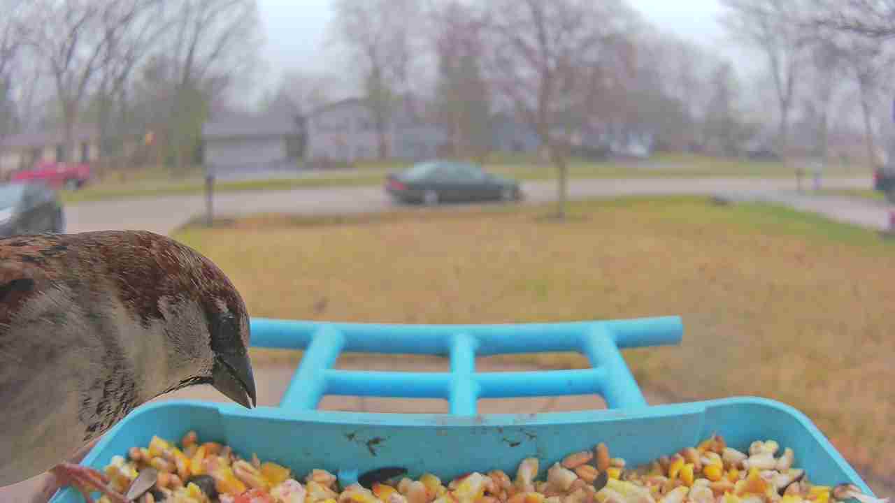 Bird at feeder