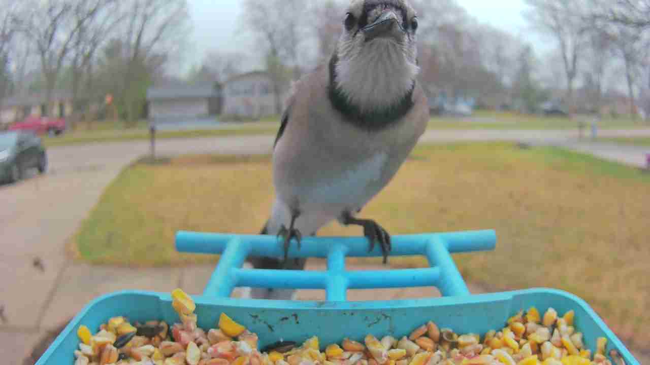 Bird at feeder