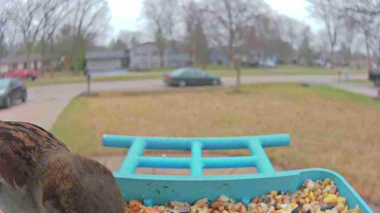 Bird at feeder