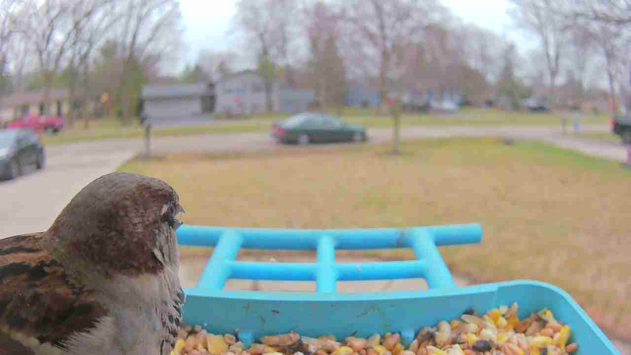 Bird at feeder