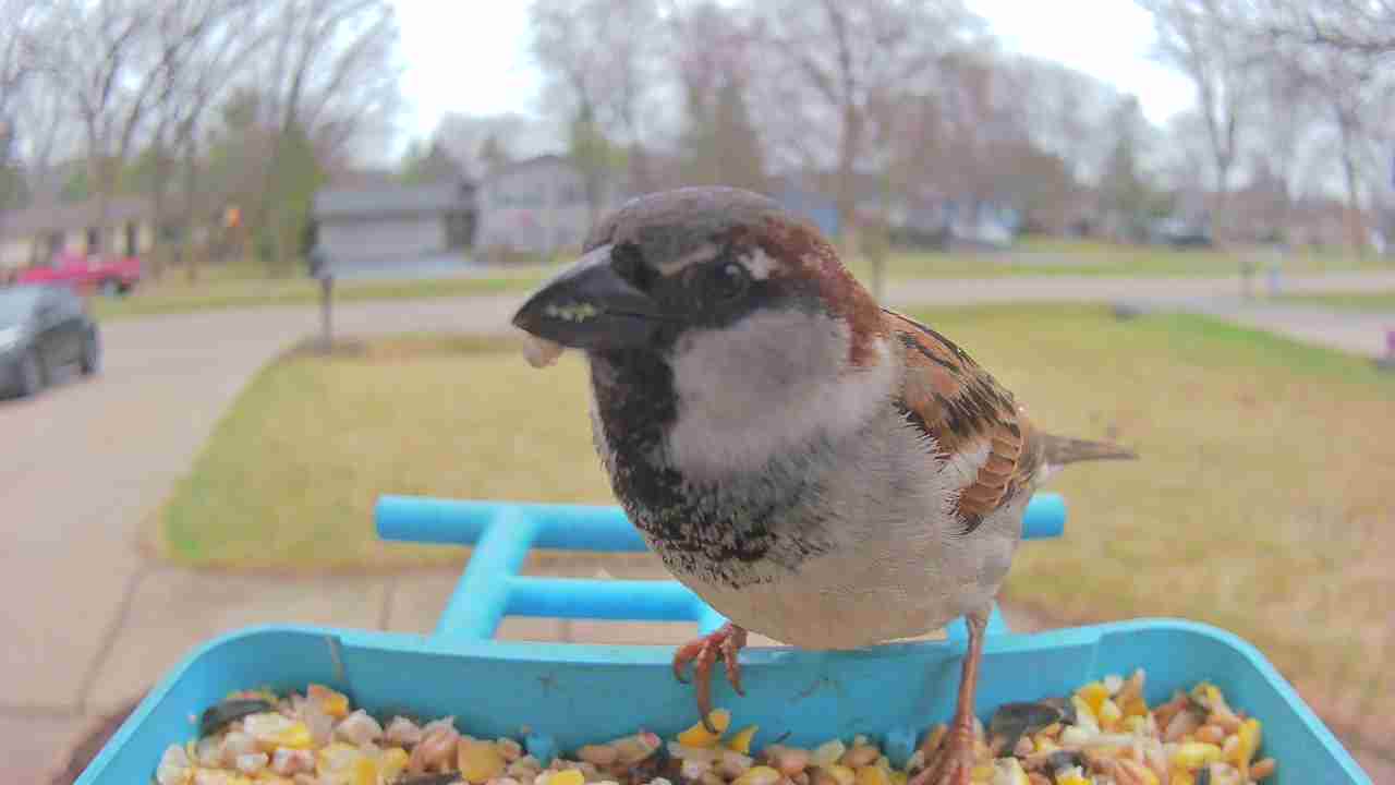 Bird at feeder