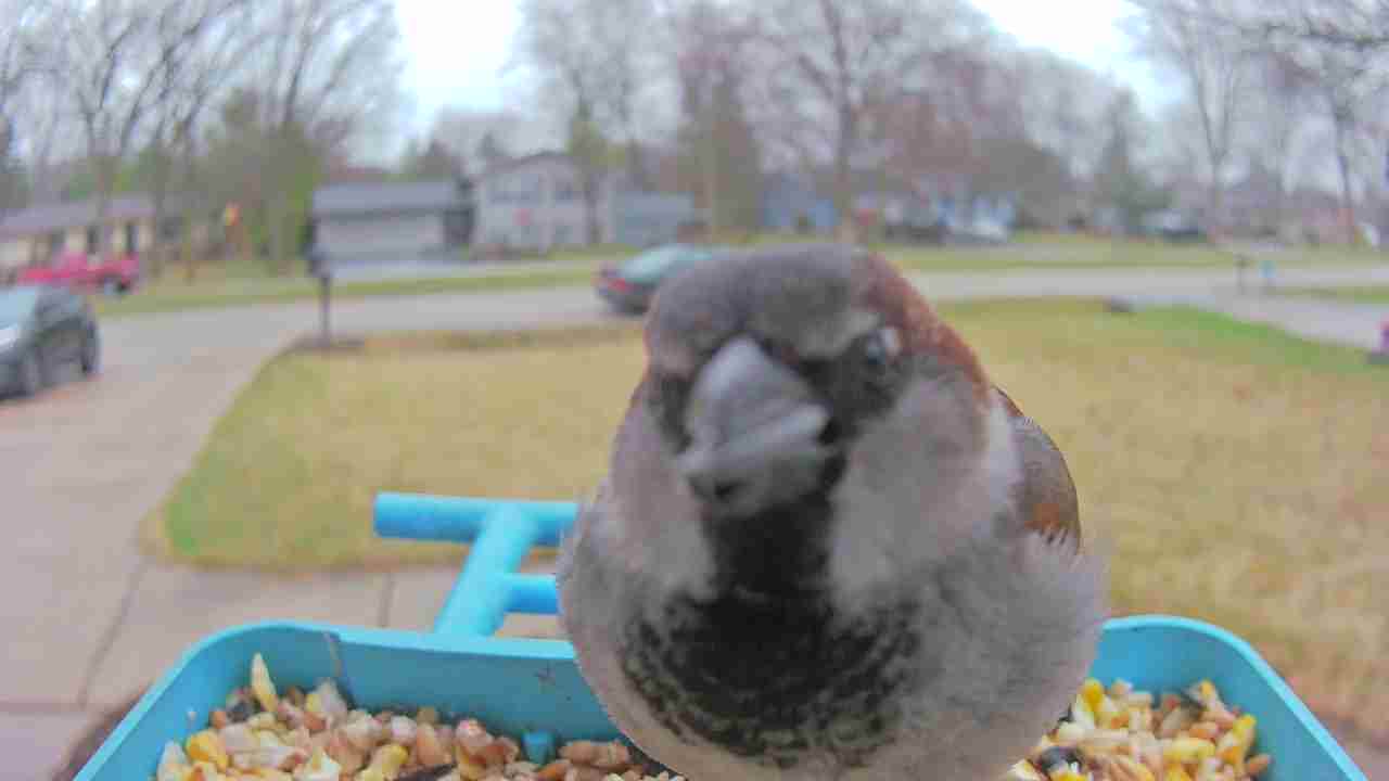 Bird at feeder