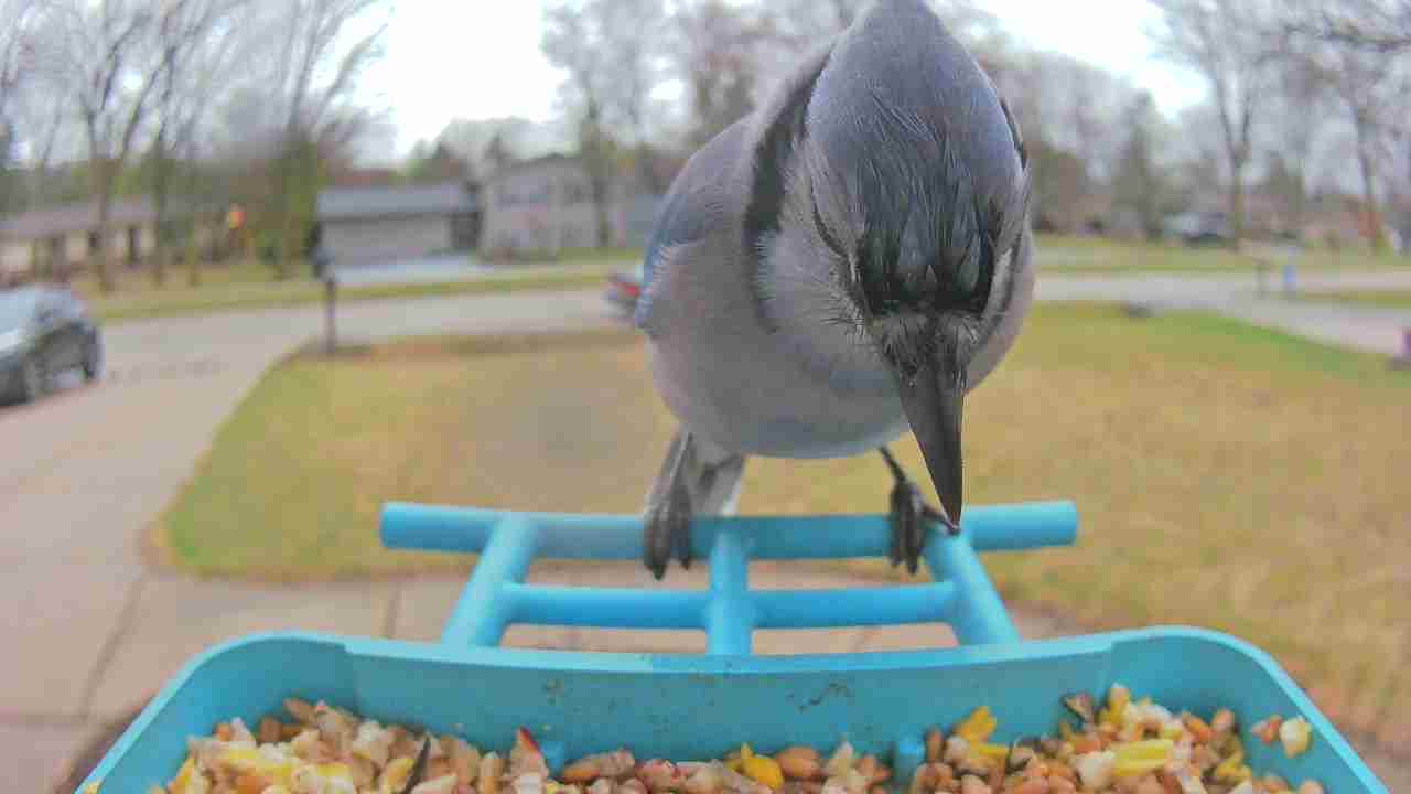 Bird at feeder