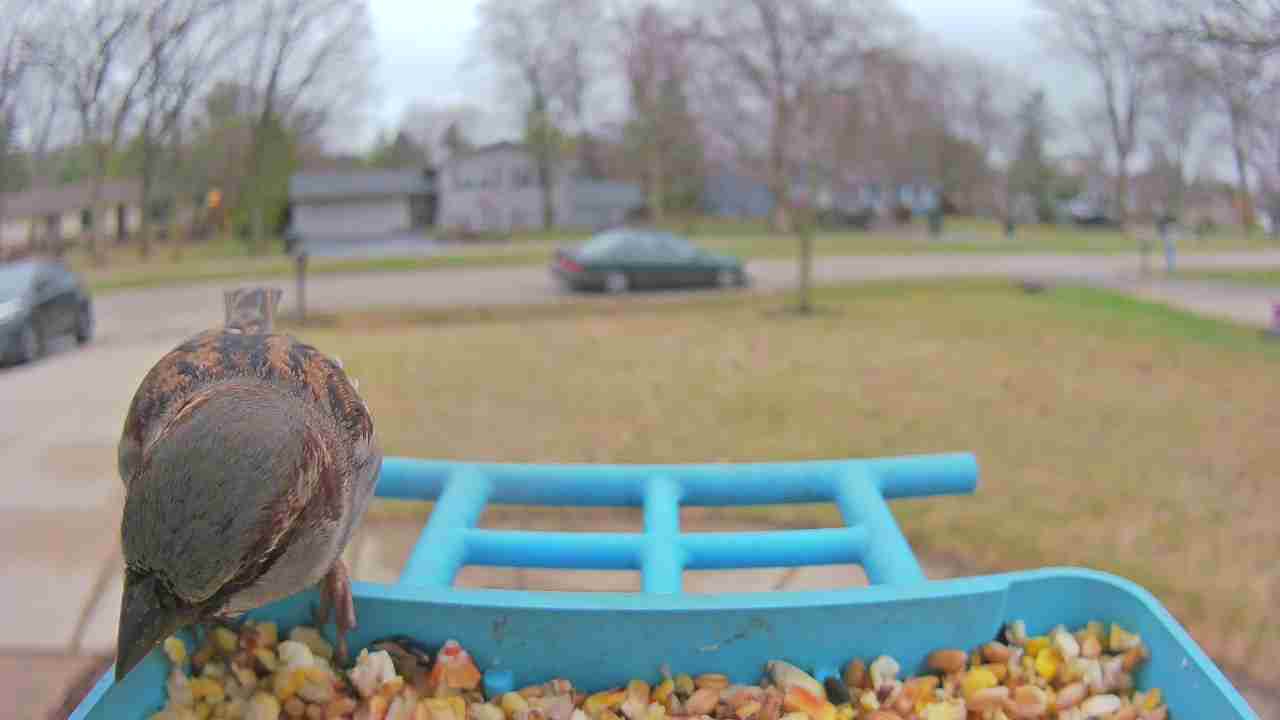 Bird at feeder