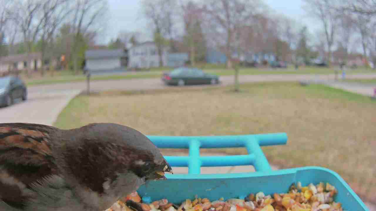 Bird at feeder
