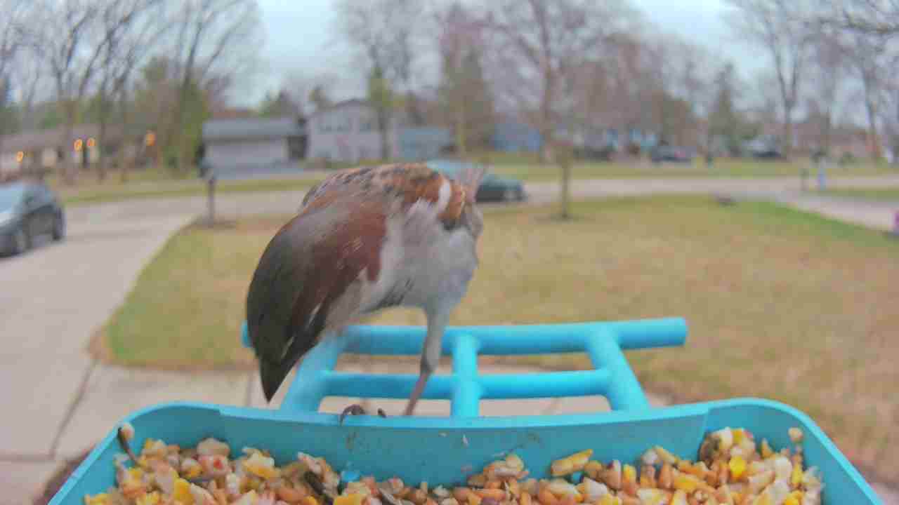 Bird at feeder
