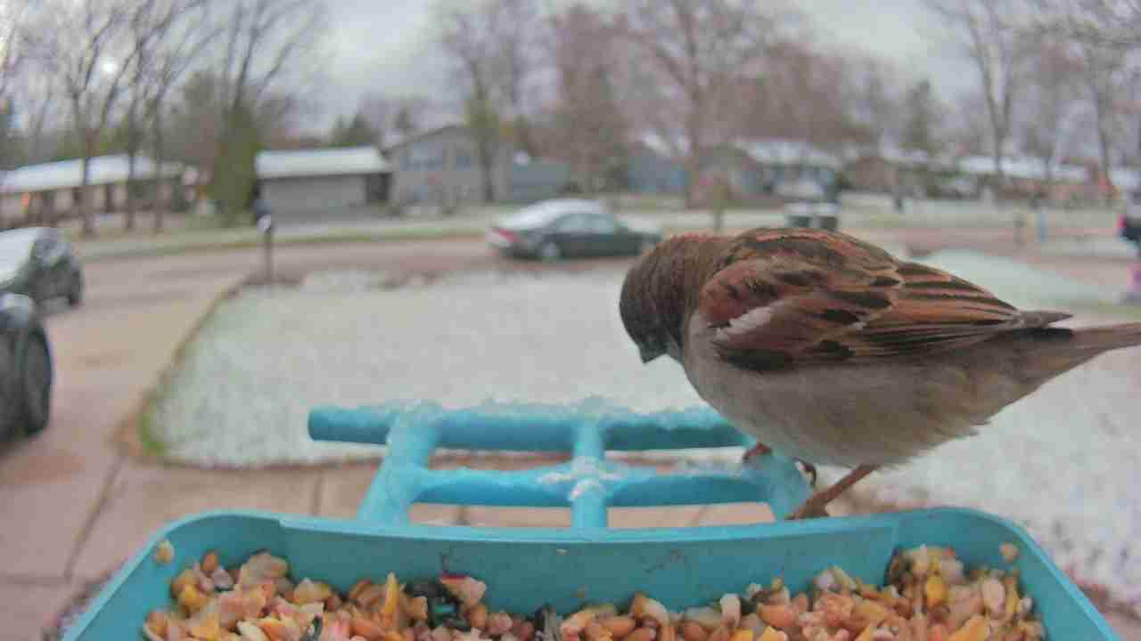 Bird at feeder