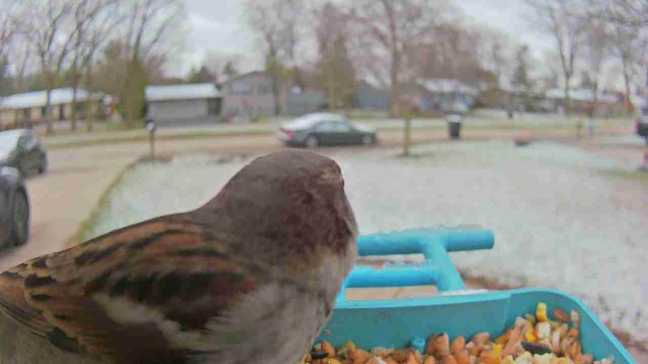 Bird at feeder