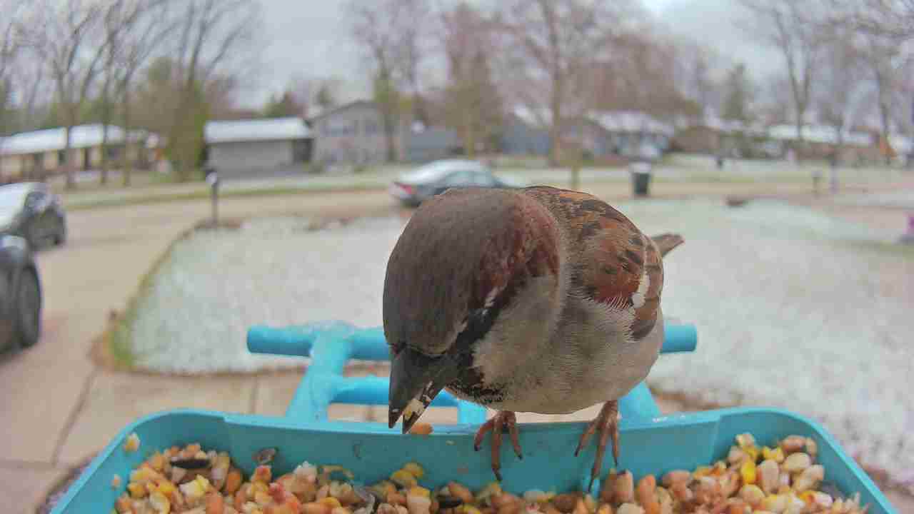 Bird at feeder