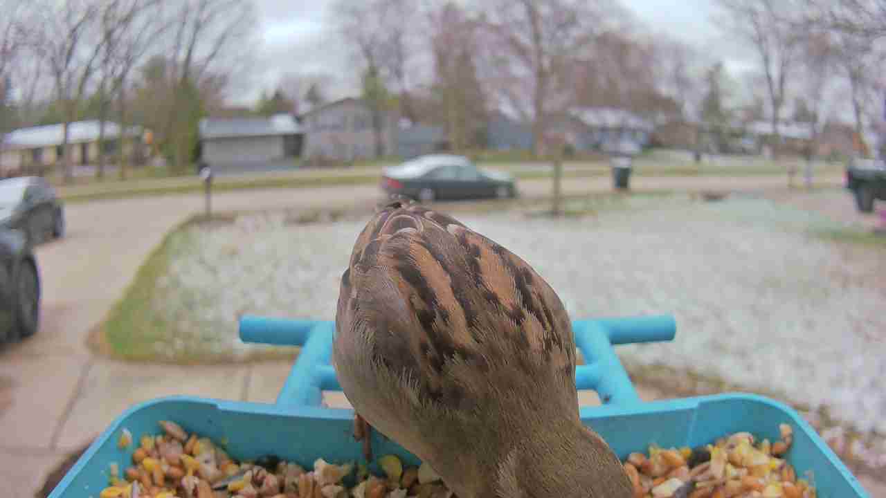 Bird at feeder