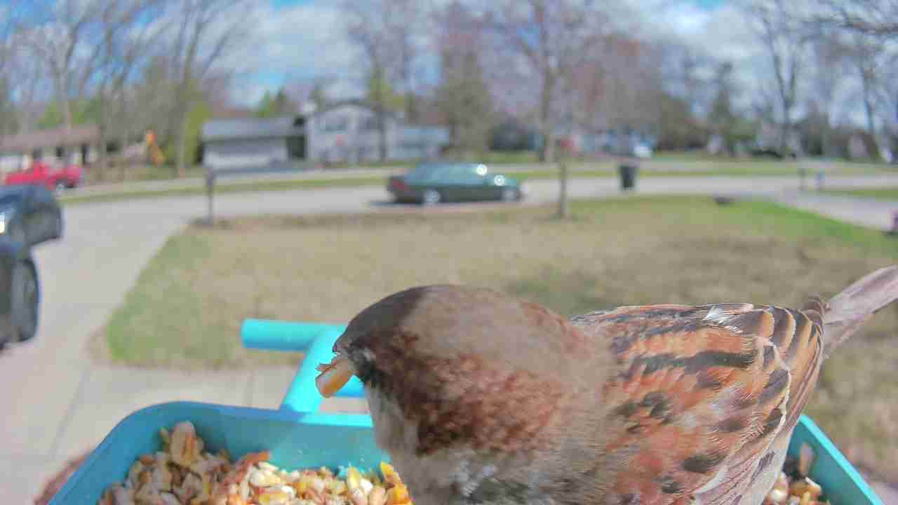 Bird at feeder