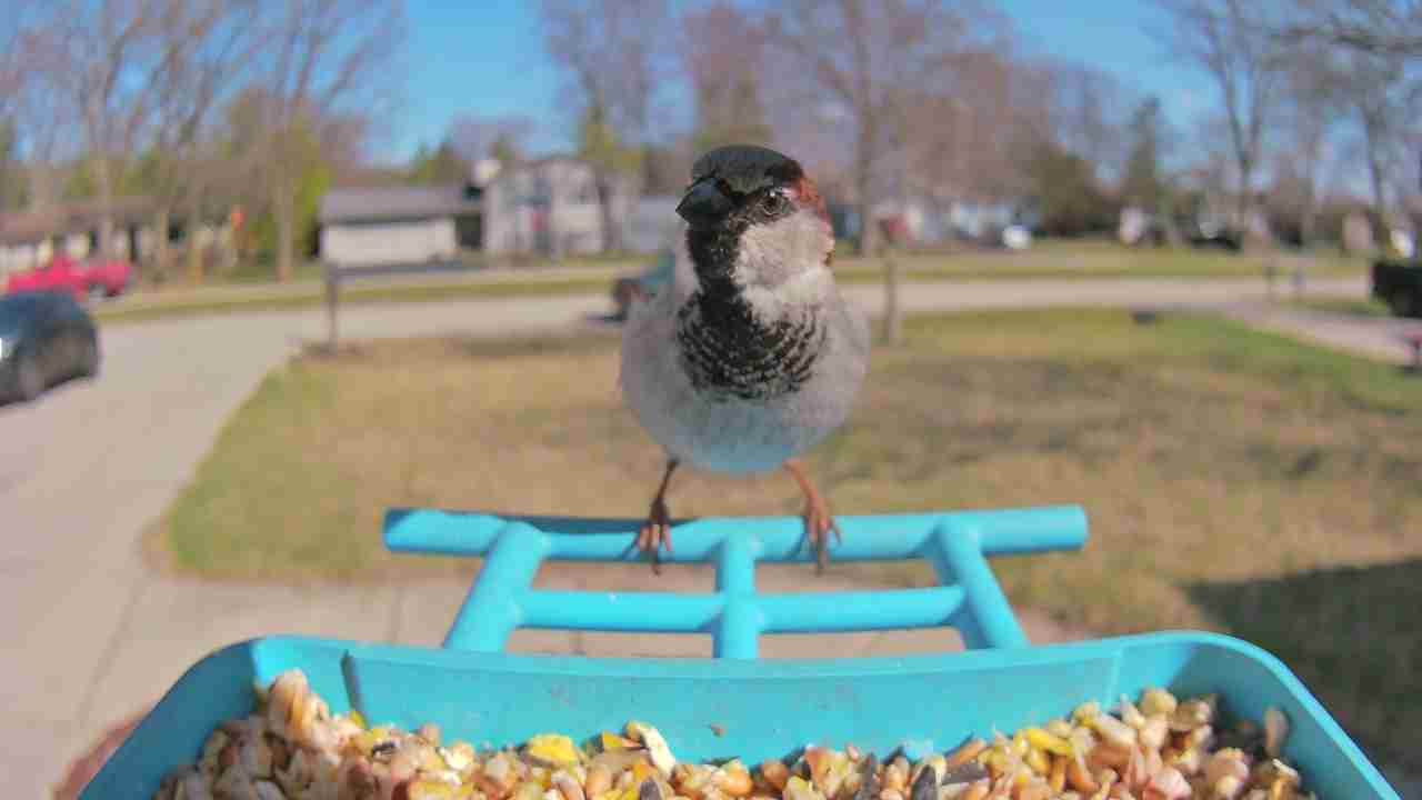 Bird at feeder