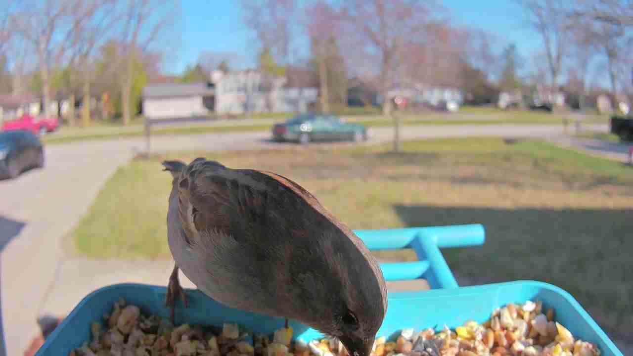 Bird at feeder