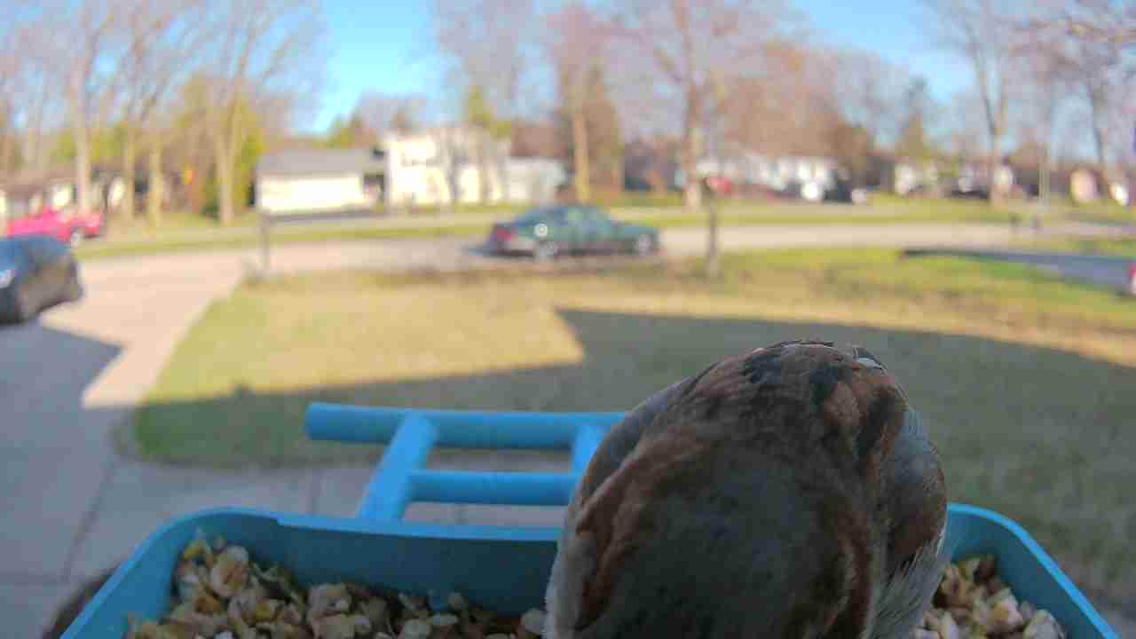 Bird at feeder