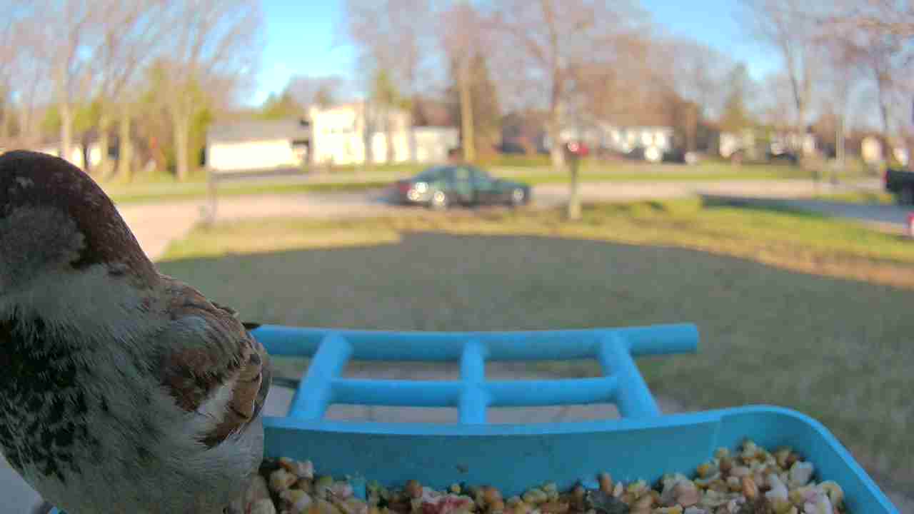 Bird at feeder