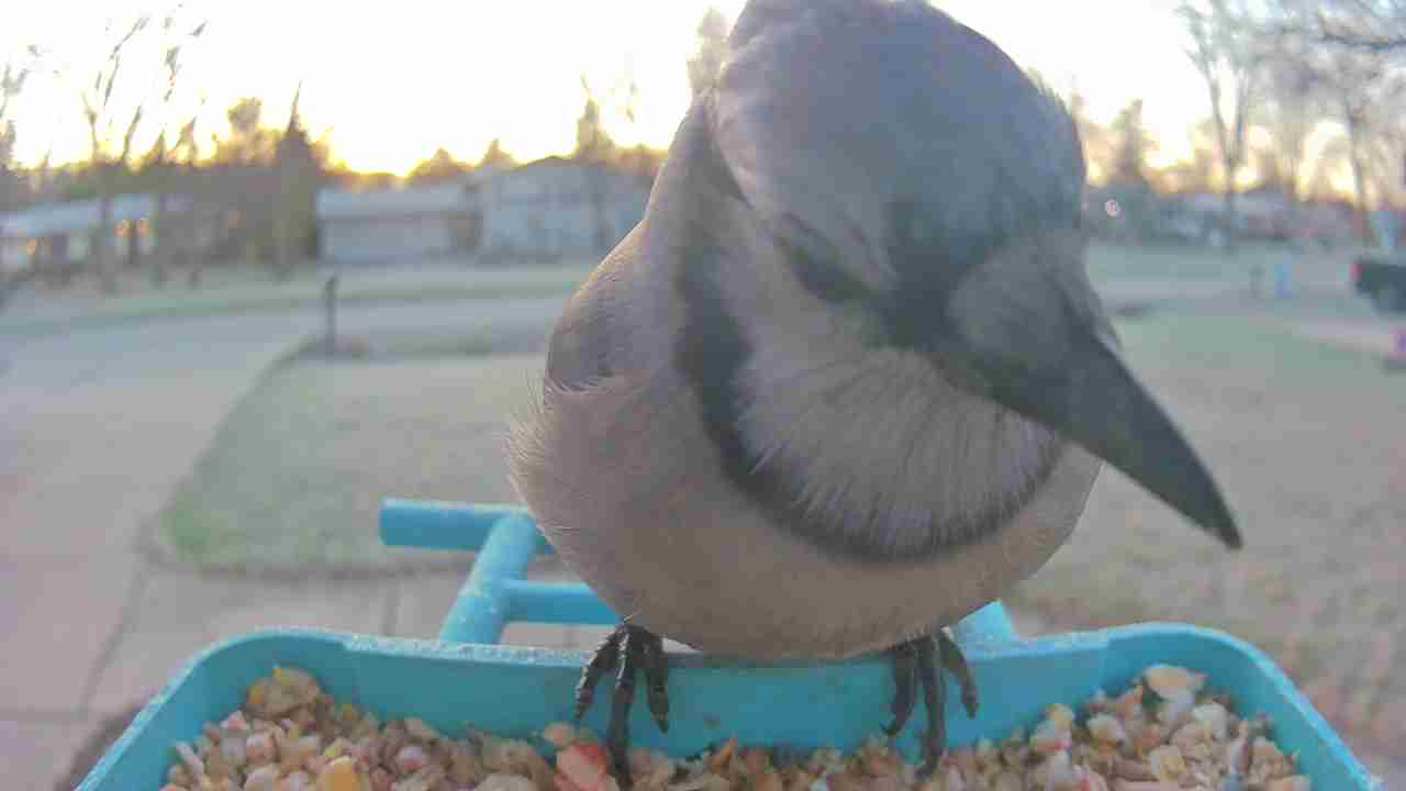 Bird at feeder