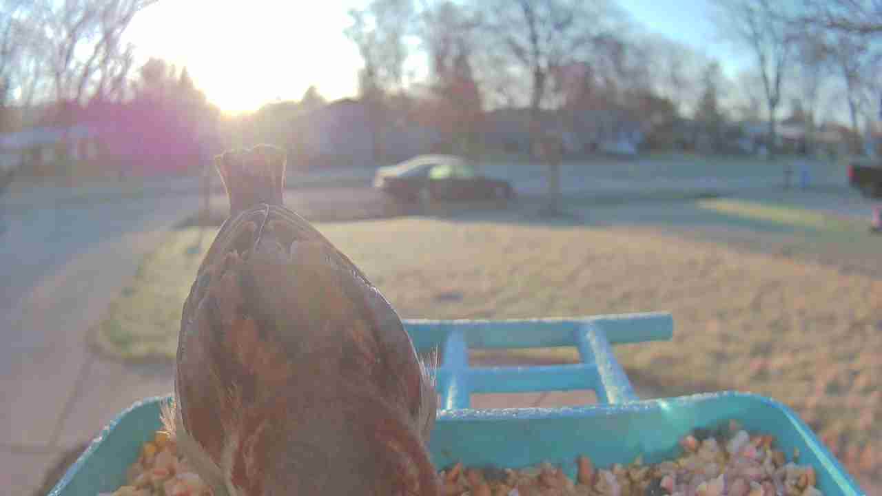 Bird at feeder