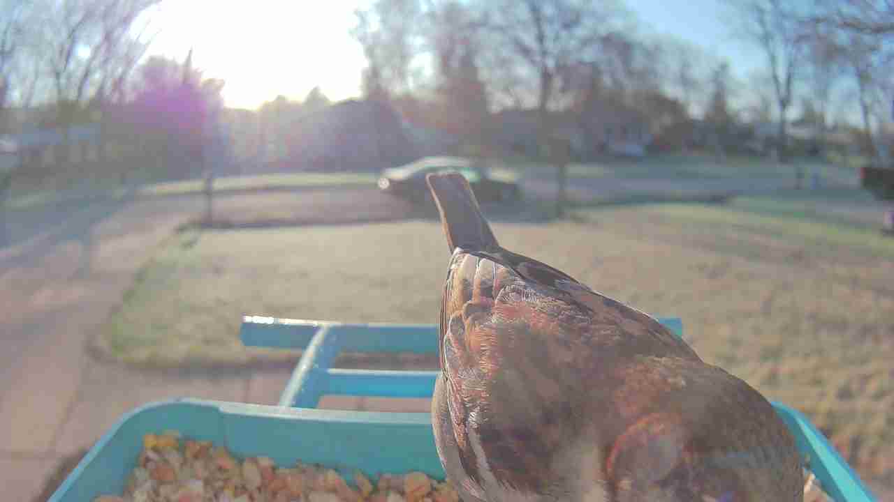 Bird at feeder