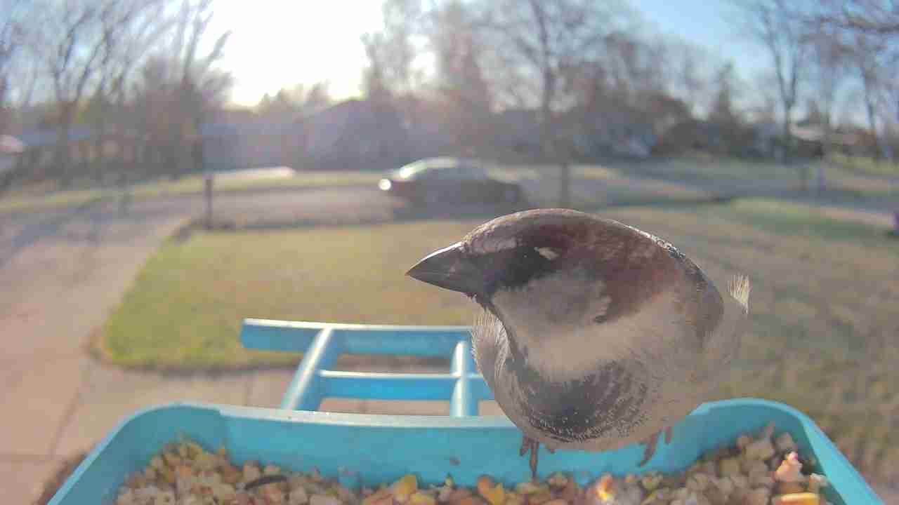 Bird at feeder