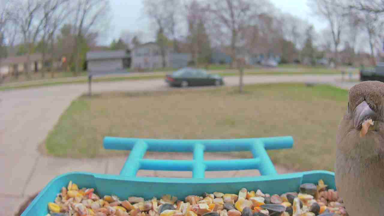 Bird at feeder