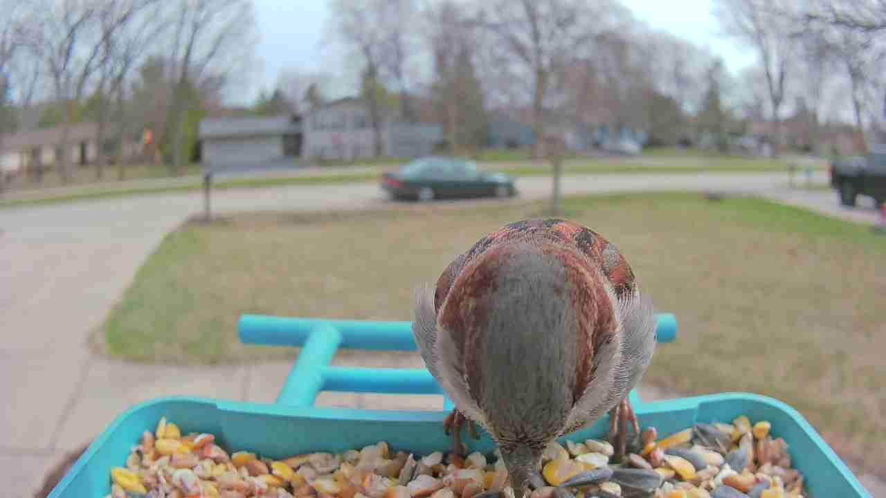 Bird at feeder