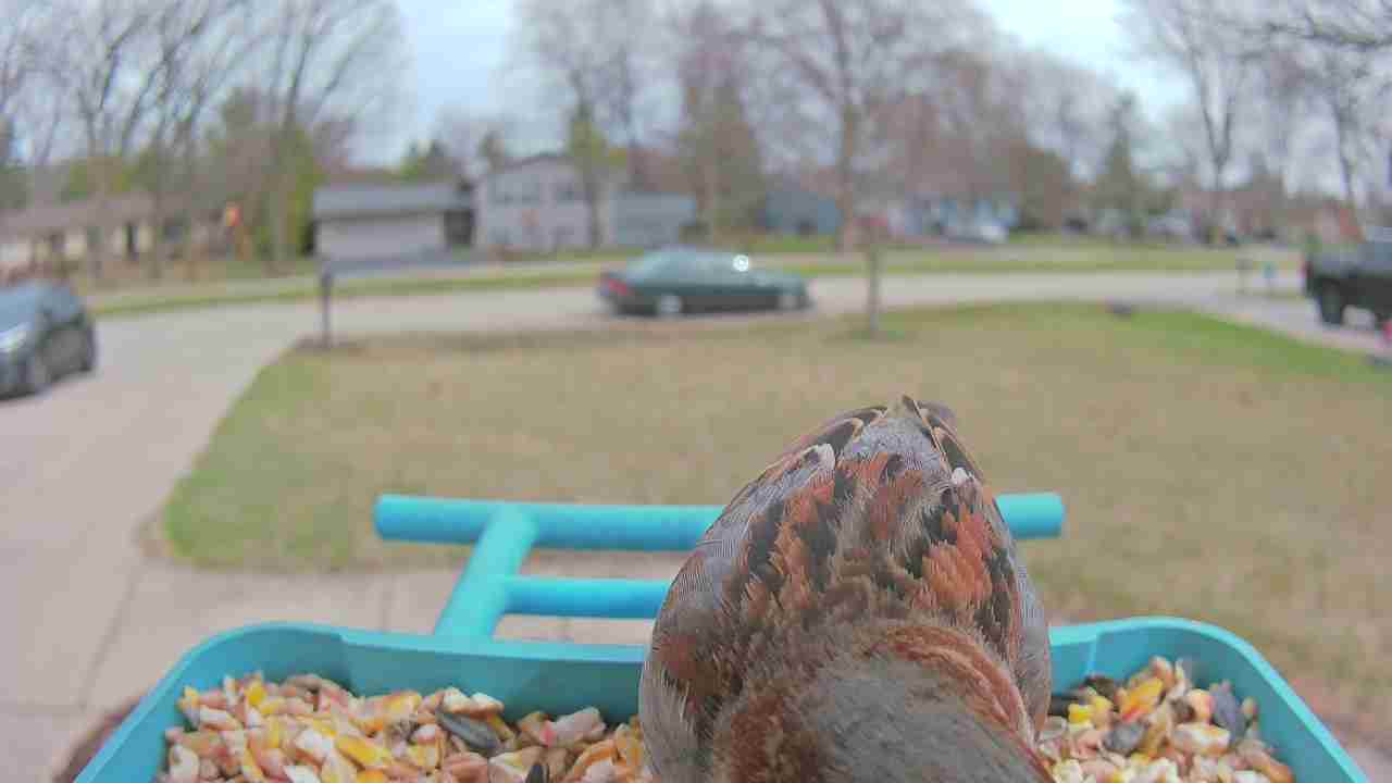 Bird at feeder