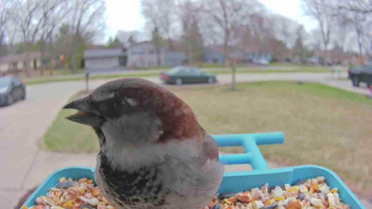 Bird at feeder