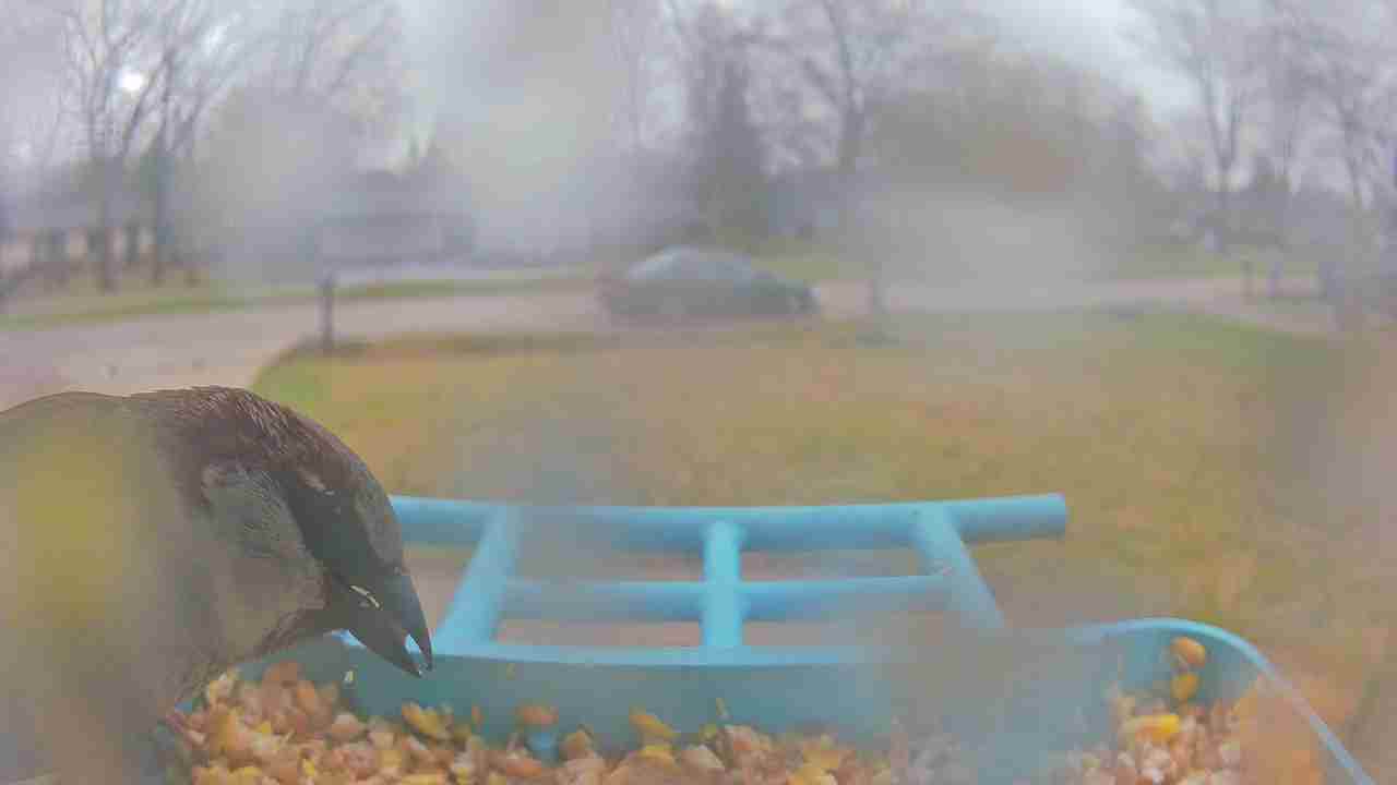 Bird at feeder