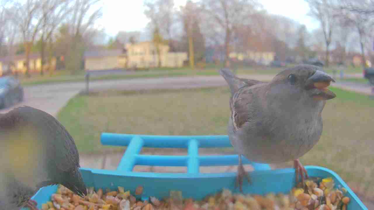 Bird at feeder