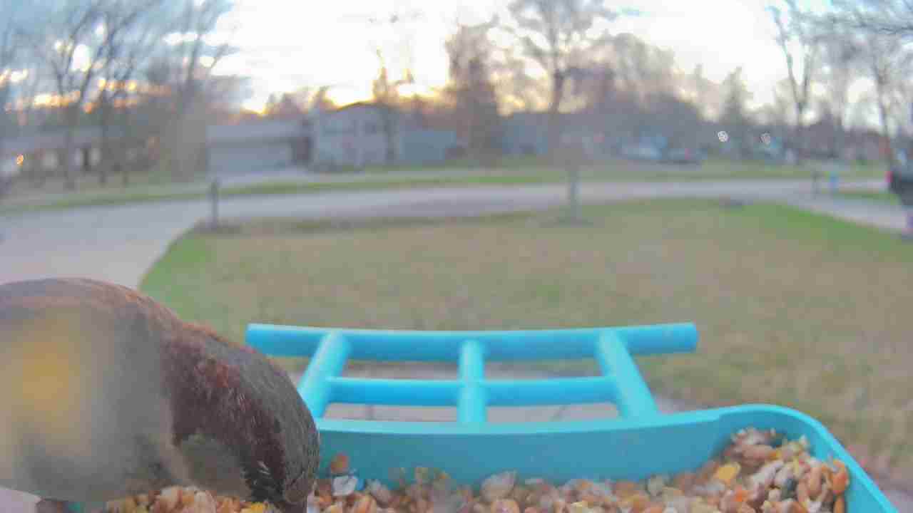 Bird at feeder