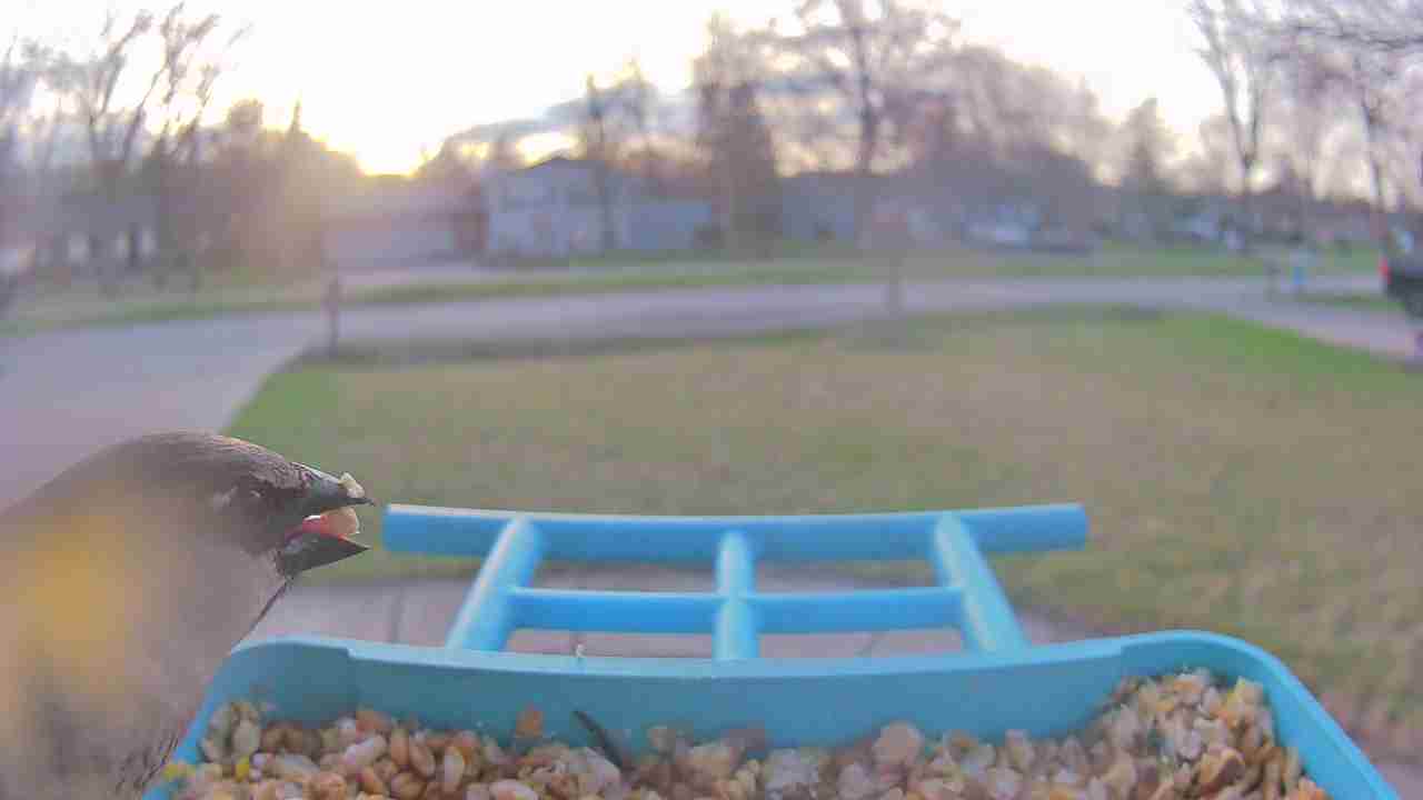 Bird at feeder