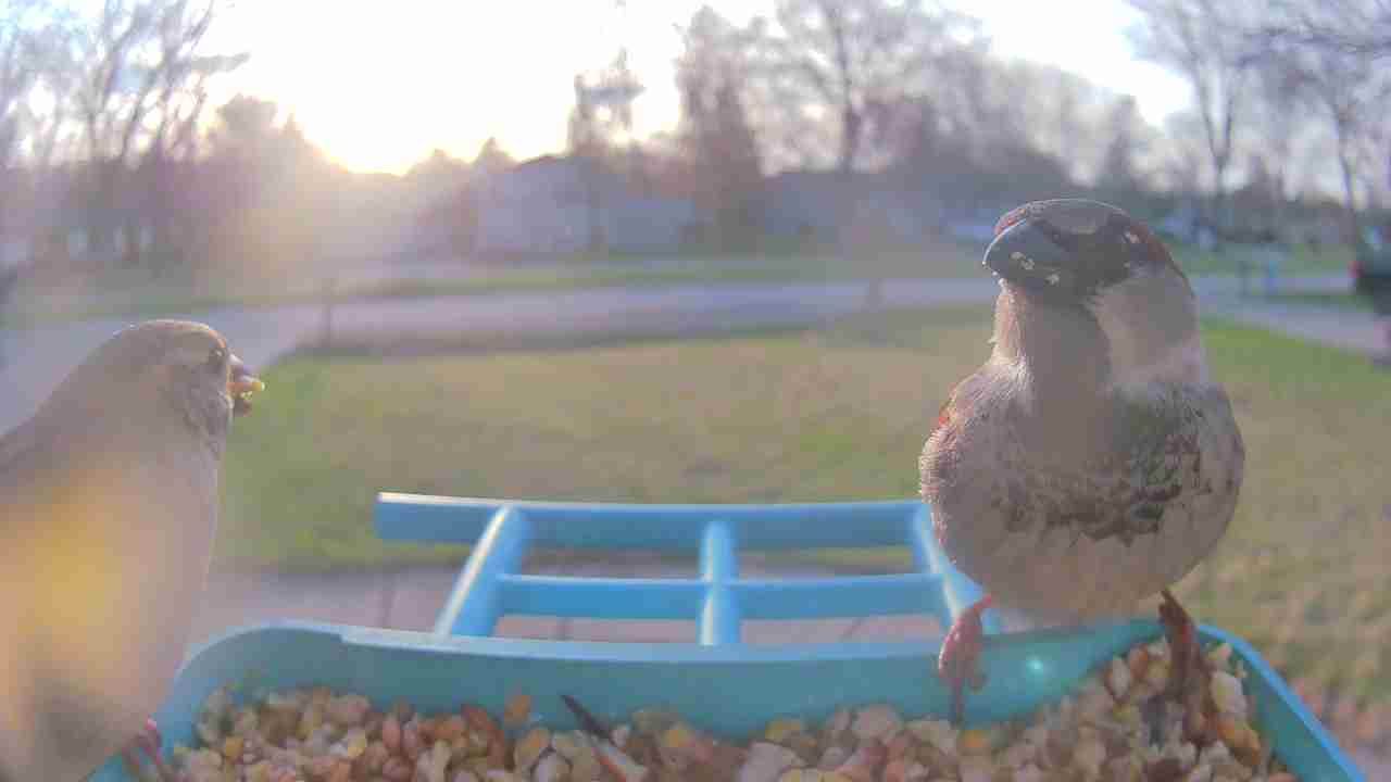 Bird at feeder