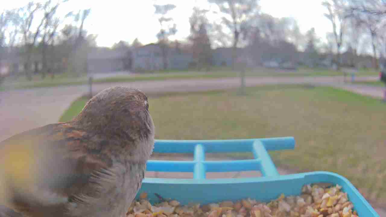 Bird at feeder