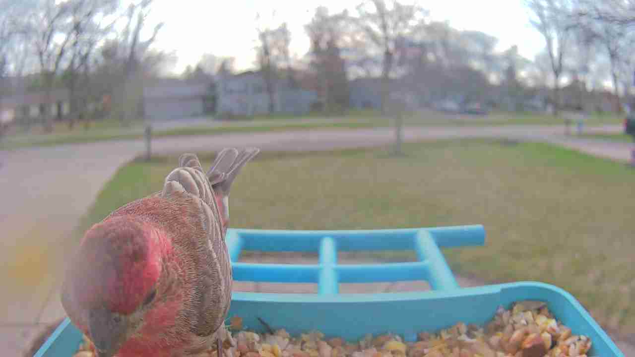 Bird at feeder
