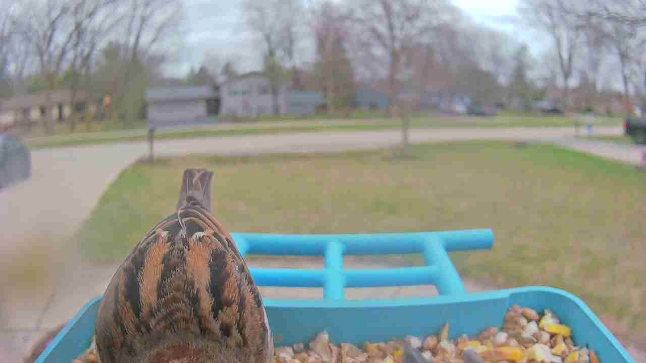 Bird at feeder